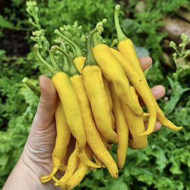 Golden Cayenne, (F1) Pepper Seeds